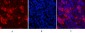 Cleaved-PARP-1 (D214) Polyclonal Antibody
